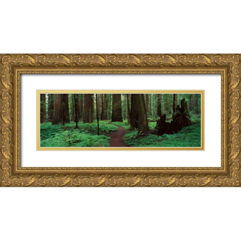 Redwoods Path Gold Ornate Wood Framed Art Print with Double Matting by Thomas, Alain