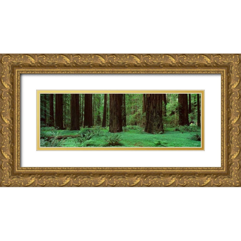 Redwoods Rolph Grove Gold Ornate Wood Framed Art Print with Double Matting by Thomas, Alain