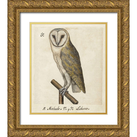 Barn Owl, 1560-1585 Gold Ornate Wood Framed Art Print with Double Matting by Unknown