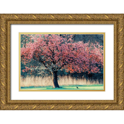 Me and My Tree Gold Ornate Wood Framed Art Print with Double Matting by Van de Goor, Lars