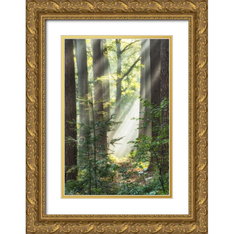 Sunbeam and Spiderweb Gold Ornate Wood Framed Art Print with Double Matting by Van de Goor, Lars