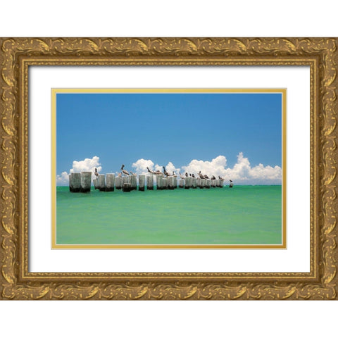 Gull Conference Gold Ornate Wood Framed Art Print with Double Matting by Varona, Verne