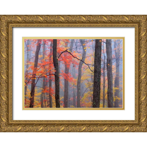 Fire in the Fog Gold Ornate Wood Framed Art Print with Double Matting by Zephyr, Patrick