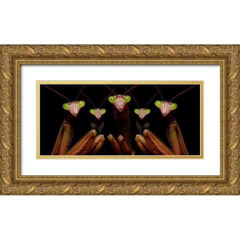 Praying Mantis: Family Portrait Gold Ornate Wood Framed Art Print with Double Matting by Zephyr, Patrick