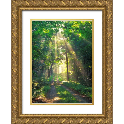 Forest Sunshine Gold Ornate Wood Framed Art Print with Double Matting by Zephyr, Patrick