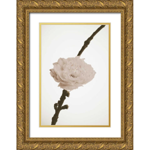 Delicate Floral II Gold Ornate Wood Framed Art Print with Double Matting by Peck, Gail
