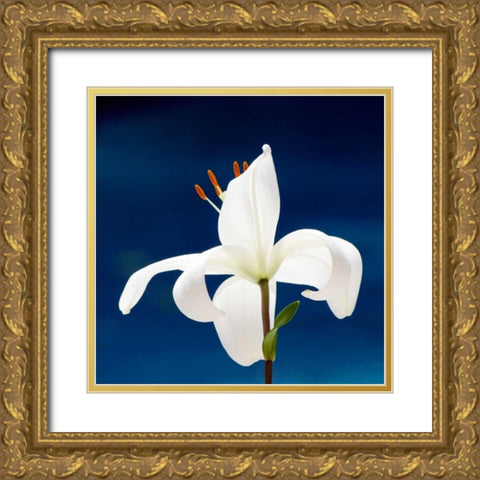 Lily On Blue Gold Ornate Wood Framed Art Print with Double Matting by Peck, Gail