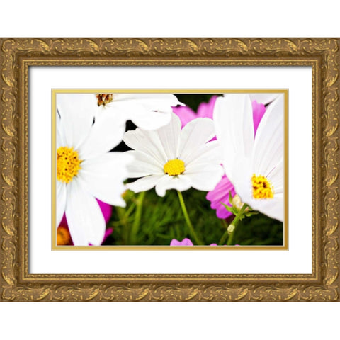 Daisies I Gold Ornate Wood Framed Art Print with Double Matting by Bryant, Susan
