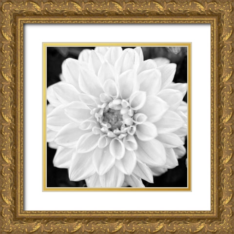 Black and White Gerber I Gold Ornate Wood Framed Art Print with Double Matting by Bryant, Susan