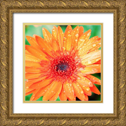 Mixed Gerber I Gold Ornate Wood Framed Art Print with Double Matting by Bryant, Susan