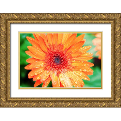 Orange Gerbera Gold Ornate Wood Framed Art Print with Double Matting by Bryant, Susan