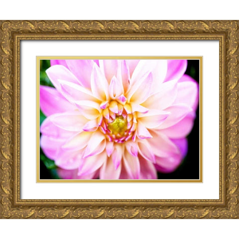 Pink Explosion II Gold Ornate Wood Framed Art Print with Double Matting by Bryant, Susan