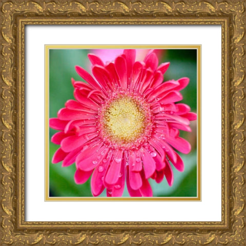 Mixed Gerber II Gold Ornate Wood Framed Art Print with Double Matting by Bryant, Susan