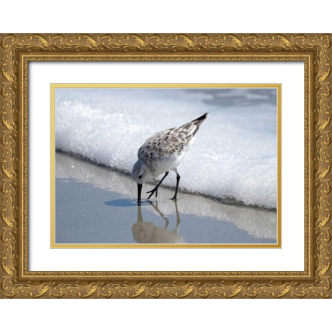 Sandpiper I Gold Ornate Wood Framed Art Print with Double Matting by Nawrocke, Bruce