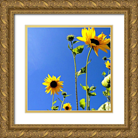 Sunflowers and Sky Gold Ornate Wood Framed Art Print with Double Matting by Saghini, Lisa Hill