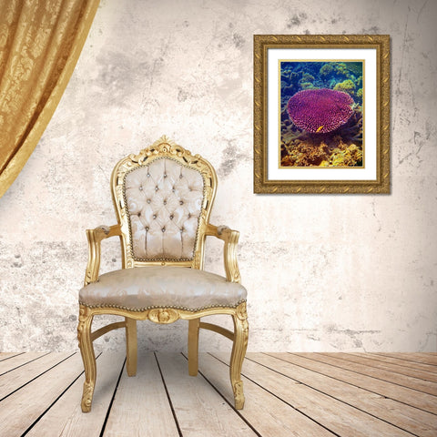 Barrier Reef Coral II Gold Ornate Wood Framed Art Print with Double Matting by Mansfield, Kathy