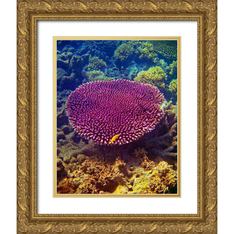 Barrier Reef Coral II Gold Ornate Wood Framed Art Print with Double Matting by Mansfield, Kathy