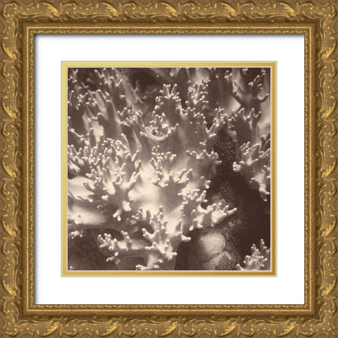 Sepia Barrier Reef Coral I Gold Ornate Wood Framed Art Print with Double Matting by Mansfield, Kathy
