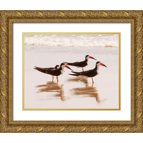 Black Skimmers I (close up) Gold Ornate Wood Framed Art Print with Double Matting by Mansfield, Kathy