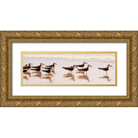 Black Skimmers I Gold Ornate Wood Framed Art Print with Double Matting by Mansfield, Kathy