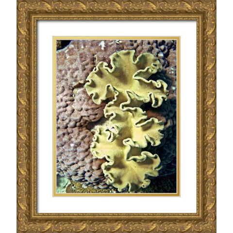 Barrier Reef Coral IV Gold Ornate Wood Framed Art Print with Double Matting by Mansfield, Kathy