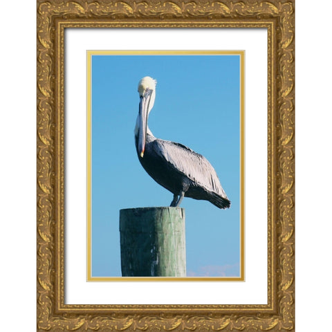 Pelican Perched II Gold Ornate Wood Framed Art Print with Double Matting by Mansfield, Kathy