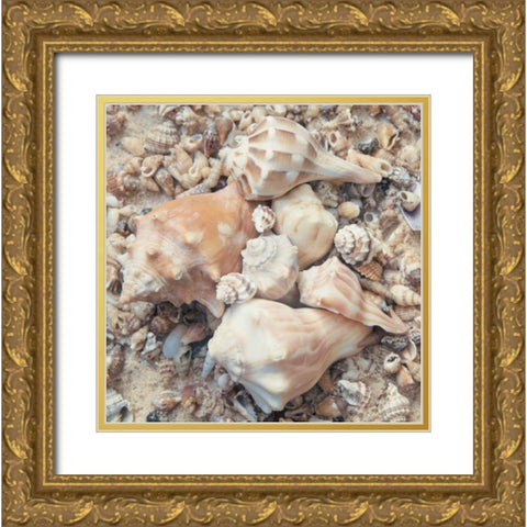 Shell Collection I Gold Ornate Wood Framed Art Print with Double Matting by Mansfield, Kathy