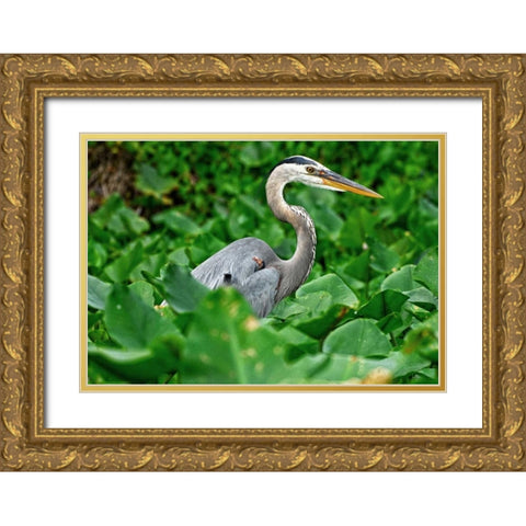 On The Lookout Gold Ornate Wood Framed Art Print with Double Matting by Nawrocke, Bruce