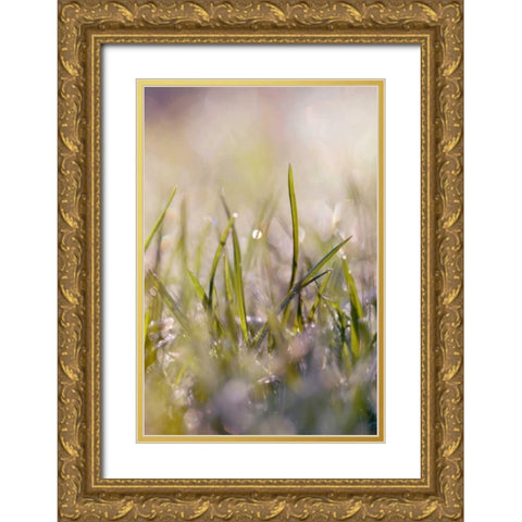 Soft Morning Dew I Gold Ornate Wood Framed Art Print with Double Matting by Gardner, Sarah