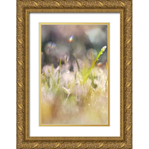 Soft Morning Dew II Gold Ornate Wood Framed Art Print with Double Matting by Gardner, Sarah