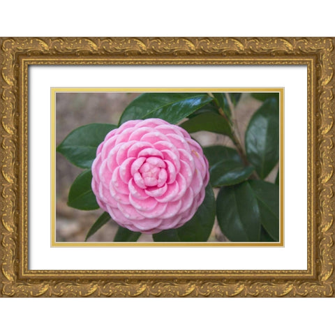 Pink Passion Camillia Gold Ornate Wood Framed Art Print with Double Matting by Coppel, Anna