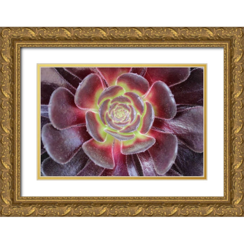 Bright Succulent Gold Ornate Wood Framed Art Print with Double Matting by Coppel, Anna