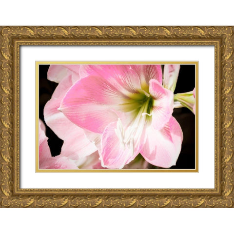 Soft Petals Gold Ornate Wood Framed Art Print with Double Matting by Coppel, Anna