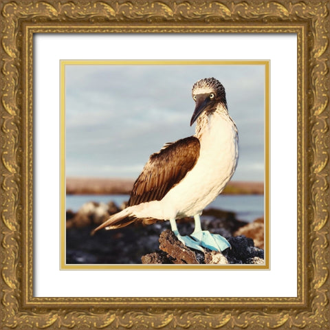 Blue Footed Booby Gold Ornate Wood Framed Art Print with Double Matting by Coppel, Anna