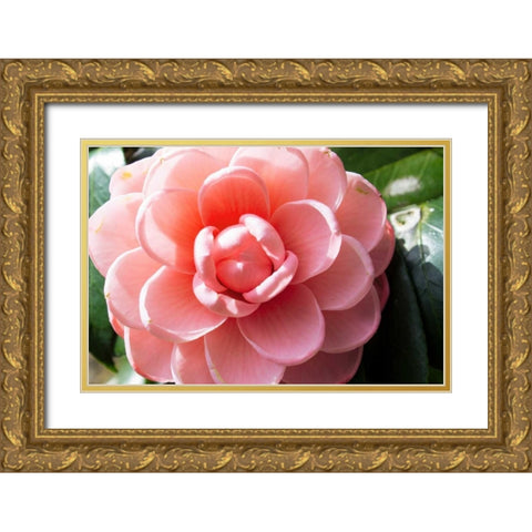 Coral Bloom Gold Ornate Wood Framed Art Print with Double Matting by Coppel, Anna