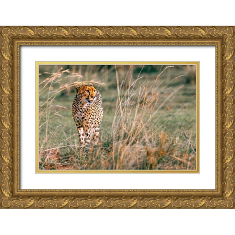 On The Prowl Gold Ornate Wood Framed Art Print with Double Matting by Lake, Shelley