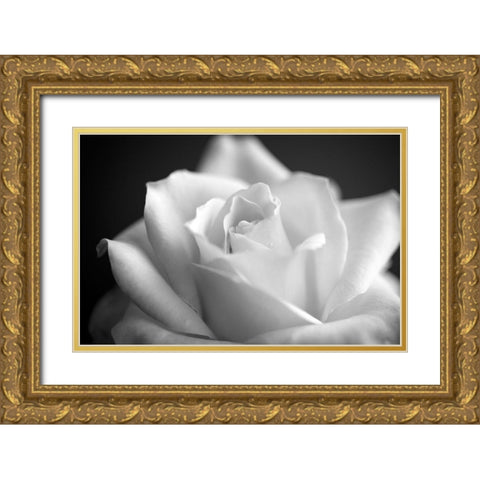 Blooming White Rose Gold Ornate Wood Framed Art Print with Double Matting by Bill Carson Photography
