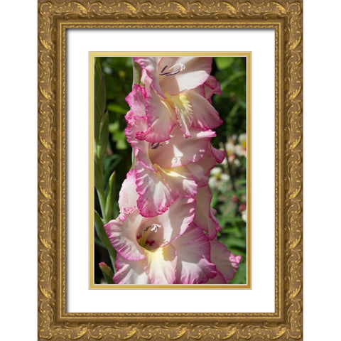 Pink Blooms Gold Ornate Wood Framed Art Print with Double Matting by Coppel, Anna
