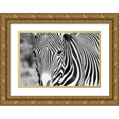 Zebra Stare Gold Ornate Wood Framed Art Print with Double Matting by Walker, Carol