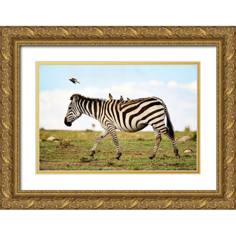 Zebra Ride Gold Ornate Wood Framed Art Print with Double Matting by Walker, Carol
