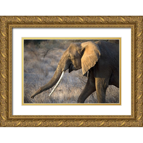 Gazing Elephant Gold Ornate Wood Framed Art Print with Double Matting by Walker, Carol