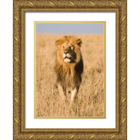 King of The Pride Gold Ornate Wood Framed Art Print with Double Matting by Walker, Carol