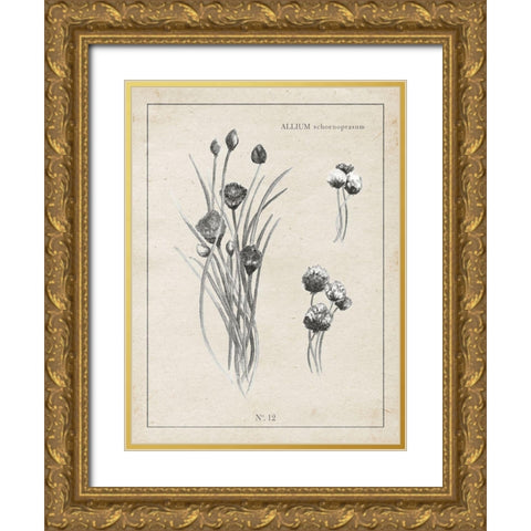 Latin Botanicals III Gold Ornate Wood Framed Art Print with Double Matting by Gaynor, Janice