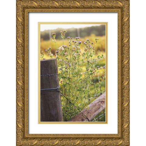 Flowers On The Fence I Gold Ornate Wood Framed Art Print with Double Matting by Peck, Gail