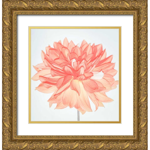 Pink Blooms Gold Ornate Wood Framed Art Print with Double Matting by Peck, Gail