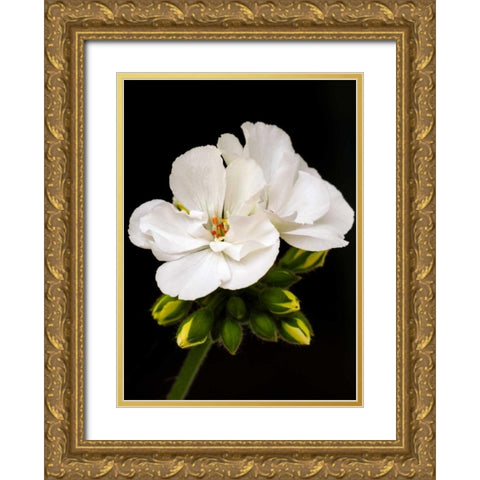 White Blooms Gold Ornate Wood Framed Art Print with Double Matting by Peck, Gail