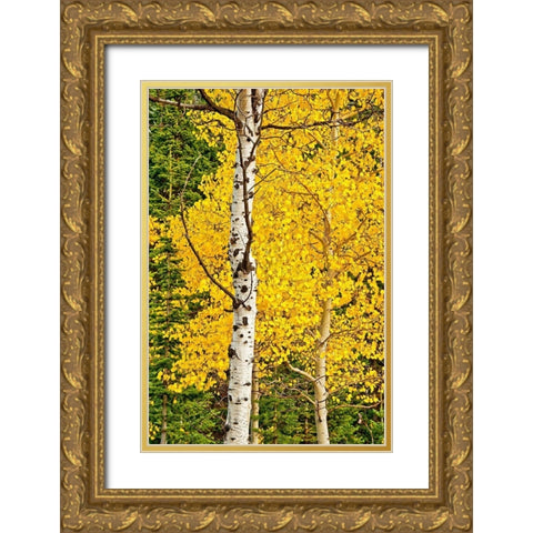 Sunny Blooms Gold Ornate Wood Framed Art Print with Double Matting by Nawrocke, Bruce