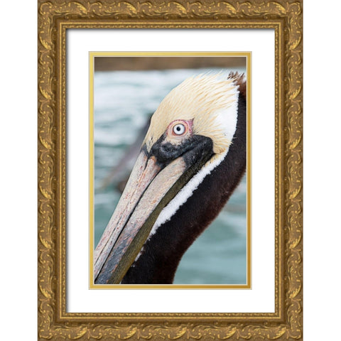 Bayside Pelican Gold Ornate Wood Framed Art Print with Double Matting by ODell, Debbie