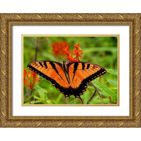 Metallic Butterfly Gold Ornate Wood Framed Art Print with Double Matting by Mansfield, Kathy