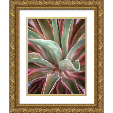 Pink Agave Gold Ornate Wood Framed Art Print with Double Matting by Bryant, Susan